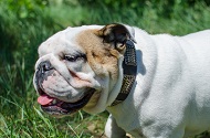 Collare in cuoio con piastre decorative per Bulldog inglese